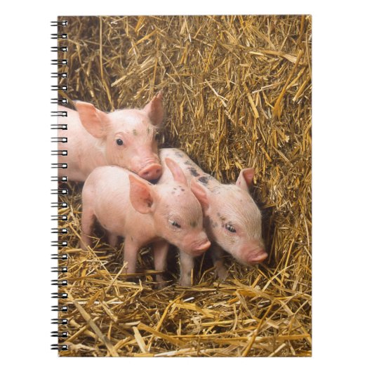Drie Biggetjes Notitieboek (Voorkant)