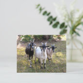 Drie Billy Goats - Briefkaart (Staand voorkant)