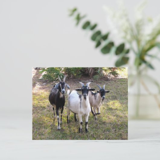 Drie Billy Goats - Briefkaart (Staand voorkant)