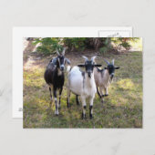 Drie Billy Goats - Briefkaart (Voorkant / Achterkant)