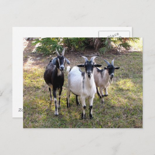 Drie Billy Goats - Briefkaart (Voorkant / Achterkant)