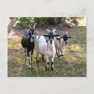Drie Billy Goats - Briefkaart