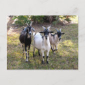 Drie Billy Goats - Briefkaart (Voorkant)