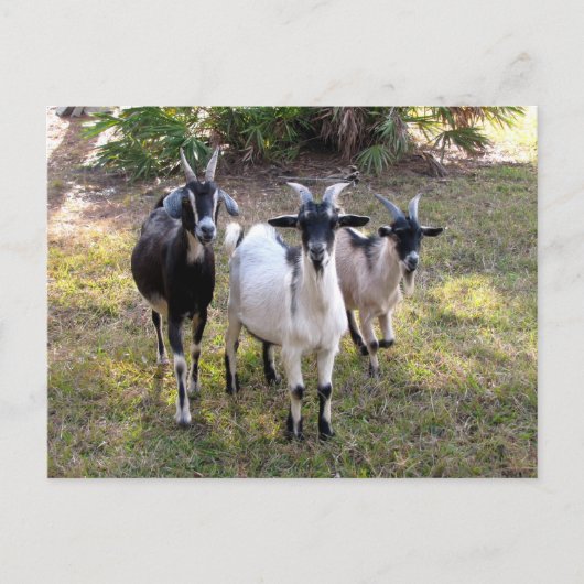 Drie Billy Goats - Briefkaart (Voorkant)