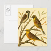 Drie binnenlandse vogels op een filiaal briefkaart (Voorkant / Achterkant)