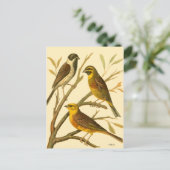 Drie binnenlandse vogels op een filiaal briefkaart (Staand voorkant)