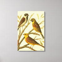 Drie binnenlandse vogels op een filiaal