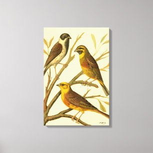 Drie binnenlandse vogels op een filiaal canvas afdruk