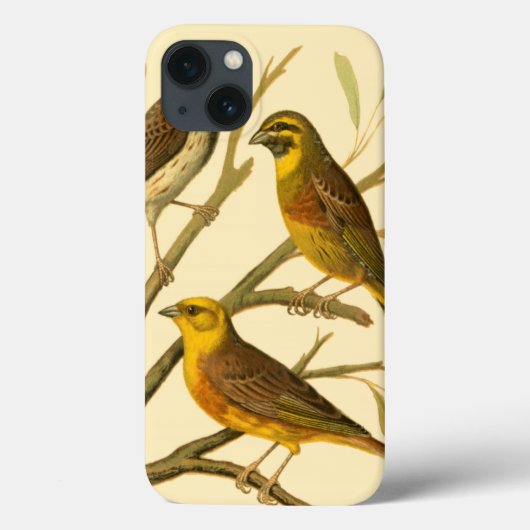 Drie binnenlandse vogels op een filiaal Case-Mate iPhone case (Achterkant)