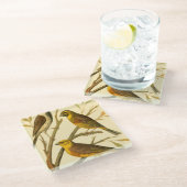 Drie binnenlandse vogels op een filiaal glazen onderzetter (Schuin)