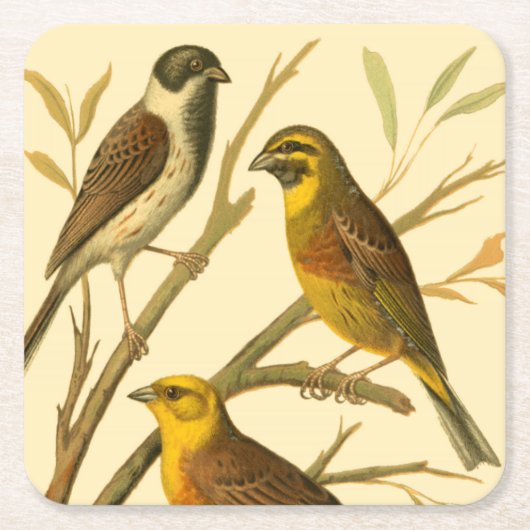 Drie binnenlandse vogels op een filiaal kartonnen onderzetters (Voorkant)