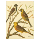 Drie binnenlandse vogels op een filiaal klembord (Achterkant)