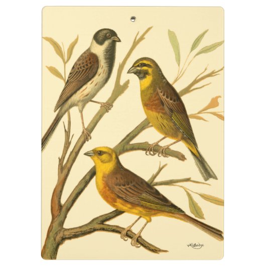 Drie binnenlandse vogels op een filiaal klembord (Achterkant)