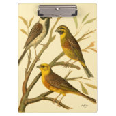 Drie binnenlandse vogels op een filiaal klembord (Voorkant)