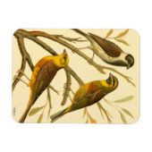 Drie binnenlandse vogels op een filiaal magneet (Horizontaal)