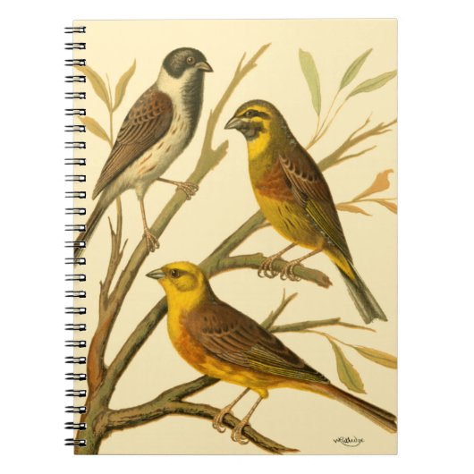 Drie binnenlandse vogels op een filiaal notitieboek (Voorkant)
