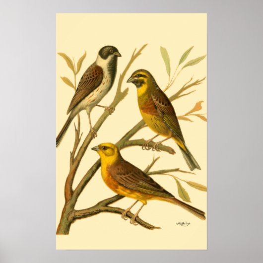 Drie binnenlandse vogels op een filiaal poster (Voorkant)