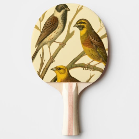 Drie binnenlandse vogels op een filiaal tafeltennisbatje (Voorkant)