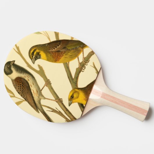 Drie binnenlandse vogels op een filiaal tafeltennisbatje (Zijkant)