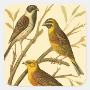 Drie binnenlandse vogels op een filiaal vierkante sticker