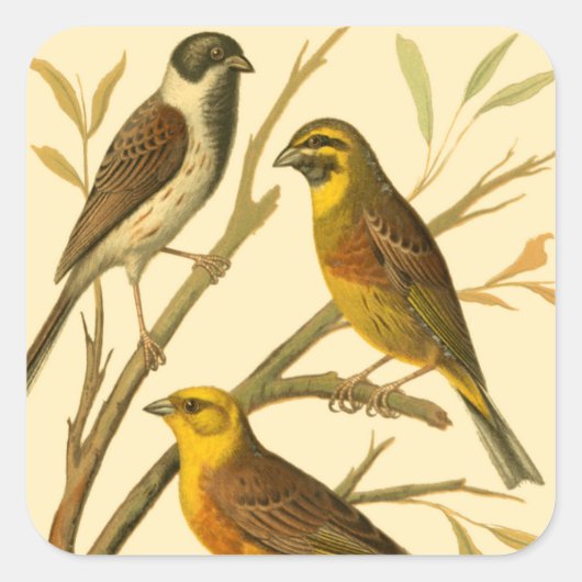 Drie binnenlandse vogels op een filiaal vierkante sticker (Voorkant)