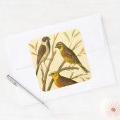 Drie binnenlandse vogels op een filiaal vierkante sticker (Envelop)
