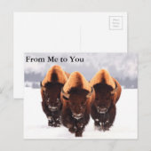 Drie Bison Briefkaart (Voorkant / Achterkant)