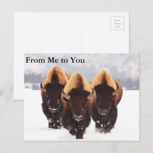 Drie Bison Briefkaart (Voorkant / Achterkant)
