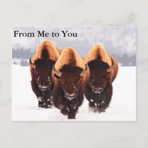 Drie Bison Briefkaart