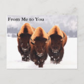 Drie Bison Briefkaart (Voorkant)
