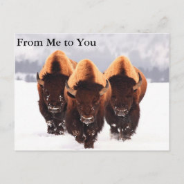 Drie Bison Briefkaart