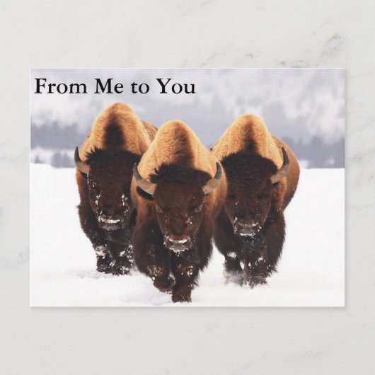 Drie Bison Briefkaart (Voorkant)