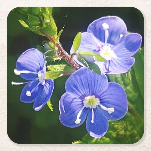 Drie blauwe bloemen kartonnen onderzetters (Voorkant)