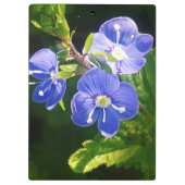 Drie blauwe bloemen klembord (Achterkant)