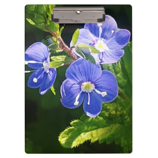 Drie blauwe bloemen klembord (Voorkant)