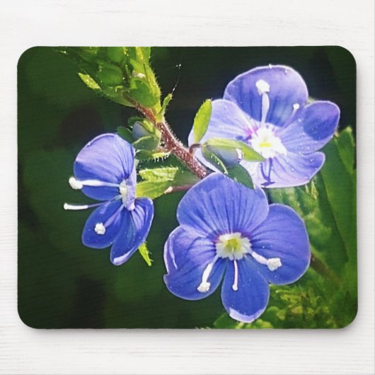 Drie blauwe bloemen muismat (Voorkant)