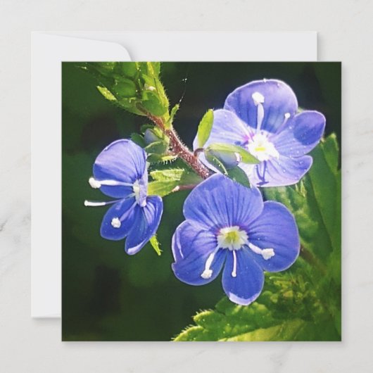 Drie Blauwe Bloemen Plat Kaart (Voorkant)