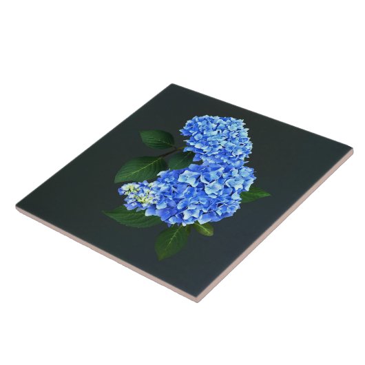 Drie blauwe hortensia's tegeltje (Zijkant)