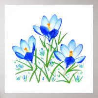 Drie Blauwe Krokus Bloemen Print