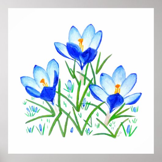 Drie Blauwe Krokus Bloemen Print (Voorkant)