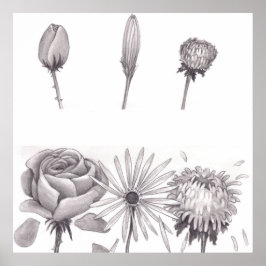 Drie bloemknoppen gesloten aan de top en open bloe poster
