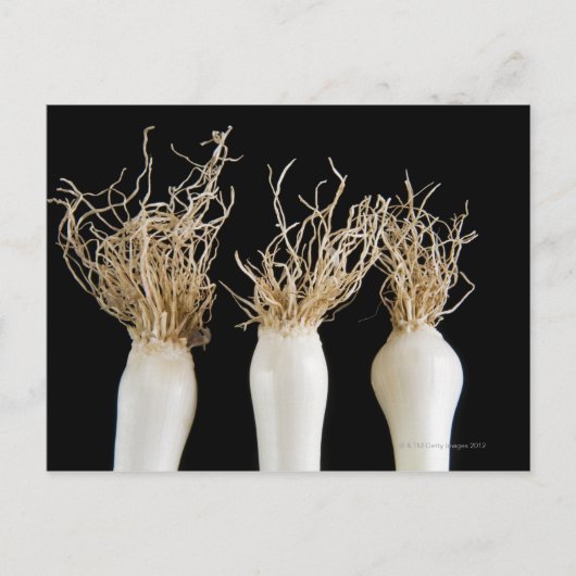 Drie bosuien briefkaart (Voorkant)