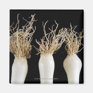 Drie bosuien magneet