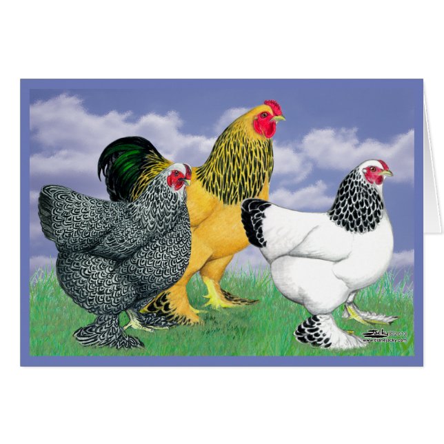 Drie Brahmas (Voorkant Horizontaal)