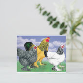 Drie Brahmas Briefkaart (Staand voorkant)