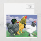 Drie Brahmas Briefkaart (Voorkant / Achterkant)