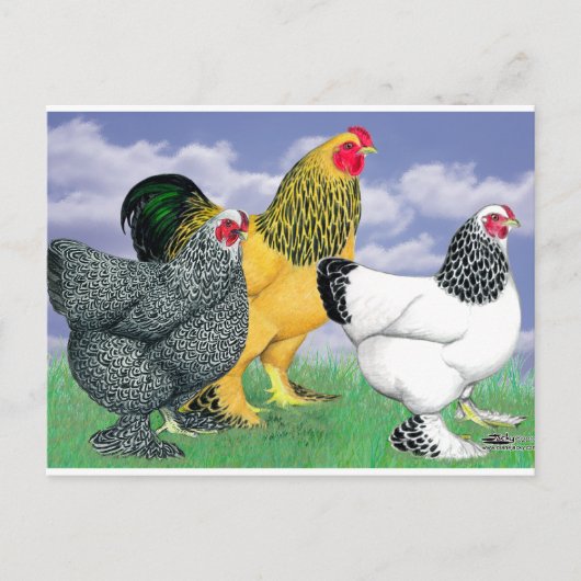 Drie Brahmas Briefkaart (Voorkant)