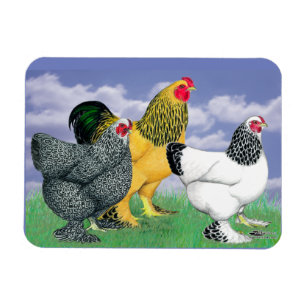 Drie Brahmas Magneet