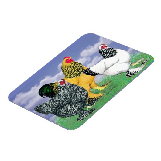 Drie Brahmas Magneet (Linkerzijde)