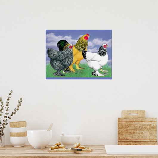 Drie Brahmas Poster (Keuken)